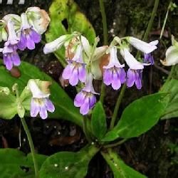 異裂苣苔屬 異裂苣苔屬