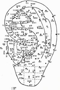 （圖）耳部穴位