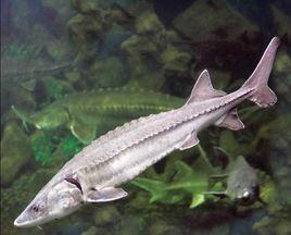 軟骨硬磷魚類 軟骨硬磷魚類