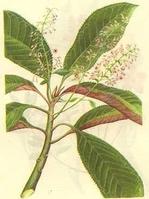 密花樹屬 密花樹屬