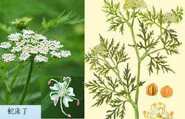 蛇床子[傘形科植物]