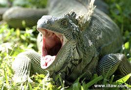 美洲鬣蜥 美洲鬣蜥