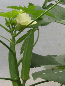 粵海黃秋葵 粵海黃秋葵