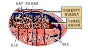 胎盤幹細胞庫