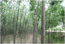 振農速生柳 振農速生柳