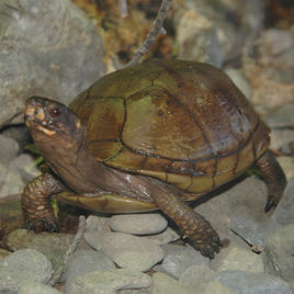 三趾箱龜 三趾箱龜