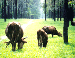 青少年綠色度假村 青少年綠色度假村