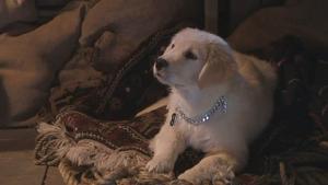 （圖）雪狗兄弟