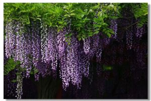 藤花紫 藤花紫