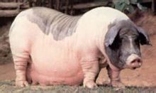 陸川豬富含人體所需各種營養元素