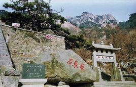 五大夫松 五大夫松