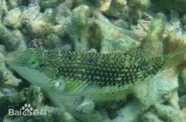 彩虹海豬魚 彩虹海豬魚