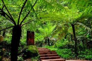 赤水桫欏保護區 赤水桫欏保護區