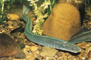 （圖）八目鰻魚