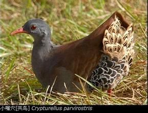 小嘴穴(共鳥) 小嘴穴(共鳥)