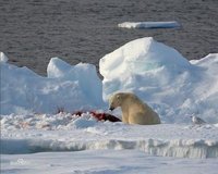 北極熊進食圖