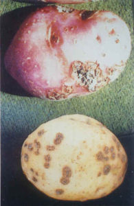 馬鈴薯粉痂病 馬鈴薯粉痂病