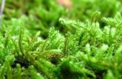 美麗長喙蘚 美麗長喙蘚