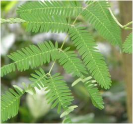 小葉雲實 小葉雲實