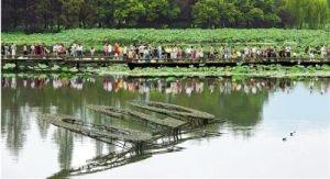 曲院風荷公園 曲院風荷公園