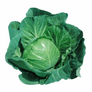 中甘15號甘藍 中甘15號甘藍