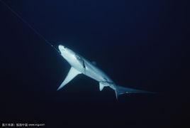 深海長尾鯊