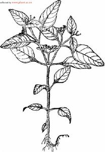 短小蛇根草 短小蛇根草