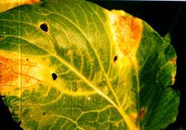 油菜黑腐病 油菜黑腐病