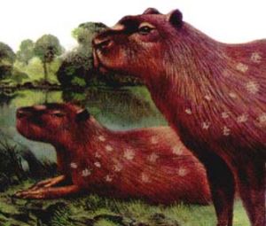 南美碩鼠 南美碩鼠