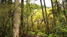 海螺溝原始森林 海螺溝原始森林