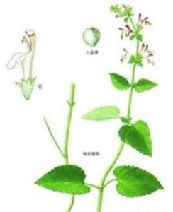 細齒西南水蘇 細齒西南水蘇