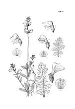 長莖馬先蒿 長莖馬先蒿