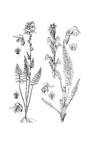 康定馬先蒿 康定馬先蒿