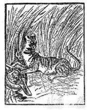 斯文&middot;赫定根據獵虎情景繪畫的新疆虎