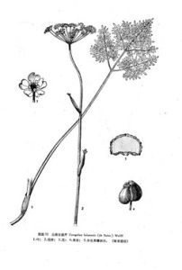 中甸東俄芹 中甸東俄芹