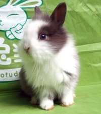 荷蘭兔