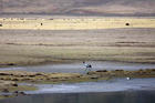 隆寶灘黑頸鶴自然保護區