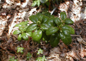 光柱杜鵑 光柱杜鵑