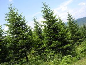 松杉冷杉 松杉冷杉