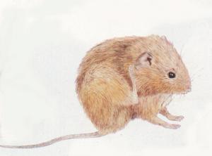 鼴形田鼠 鼴形田鼠