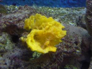 海綿的感性情感