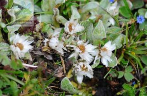 單頭尼泊爾香青 單頭尼泊爾香青