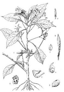 總狀鳳仙花 總狀鳳仙花