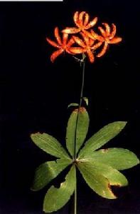 東北百合 東北百合