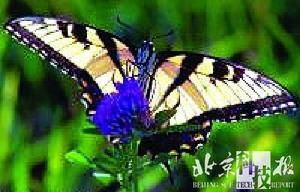 雨翅荷馬鳳蝶與蘭花