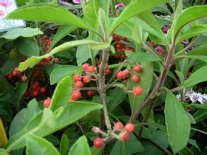 矮腳羅傘 矮腳羅傘