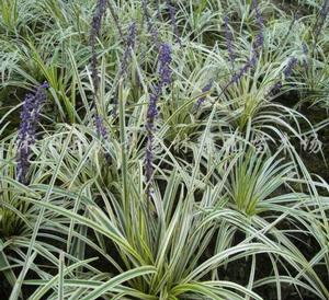 大葉沿階草 大葉沿階草