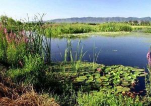 沙家浜國家濕地公園 沙家浜國家濕地公園