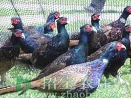 孔雀藍山雞 孔雀藍山雞
