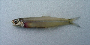 島嶼小公魚 島嶼小公魚